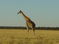 giraffe in Etosha National Park Namibia