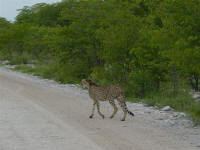 cheetah in Etosha National Park Namibia
