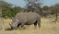 rhino in Etosha National Park Namibia