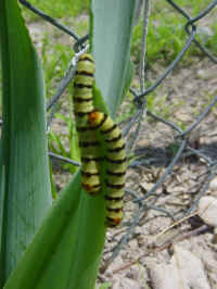 Caterpillars.jpg (33874 bytes)