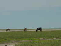 Cattle grazing near etosha pan in Namibia