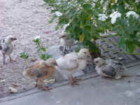 Chicks5.jpg (154471 bytes)
