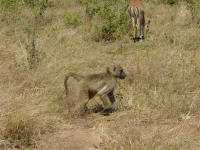 baboon at Chobe National Park Botswana
