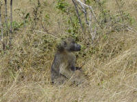 baboon at Chobe National Park Botswana