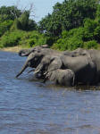 elephants drinking at Chobe National Park Botswana