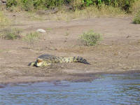 crocodile at Chobe National Park Botswana