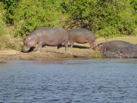 hippo at Chobe National Park Botswana
