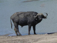water buffalo at Chobe National Park Botswana