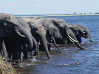 elephants drinking at Chobe National Park Botswana