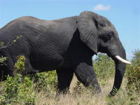 elephant at Chobe National Park Botswana
