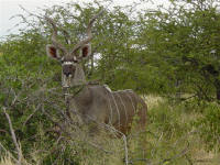 eland in Etosha National Park Namibia