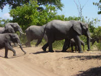 elephants at Chobe National Park Botswana
