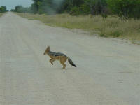 fox in Etosha National Park Namibia