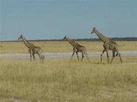 giraffes walking in Etosha National Park Namibia