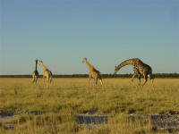 giraffe in Etosha game park Namibia