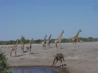 giraffe drinking in Etosha National Park Namibia