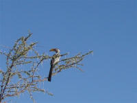 hornbill in Etosha National Park Namibia