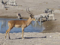 impala and zebras in Etosha National Park Namibia