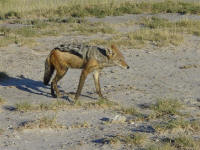 jackal in Etosha National Park Namibia