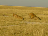 lions in Etosha National Park Namibia