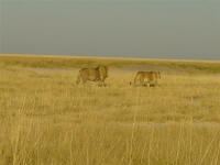 lions walking in Etosha National Park Namibia