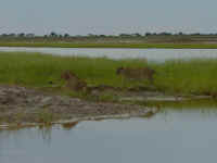 Lions: these are the two lionesses that Solomo thought were going to jump into the combi.