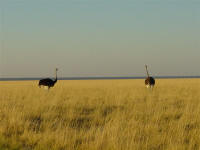 ostriches in Etosha National Park Namibia
