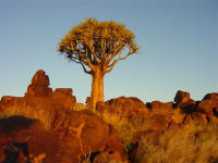 Trees of Namibia and Quiver Trees