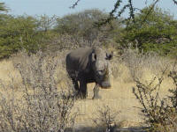 rhino in Etosha National Park Namibia