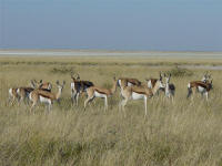 springbok in Etosha National Park Namibia