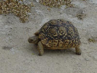 tortoise in Etosha National Park Namibia