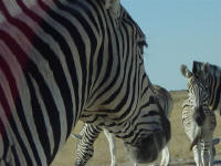zebra in Etosha National Park Namibia