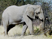 elephant in Etosha National Park Namibia