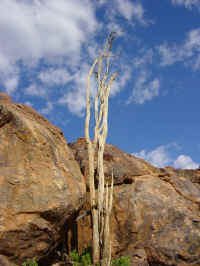 Dead tree on Brandberg mountain. Could I die on Brandberg mountain also?