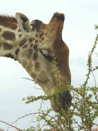 giraffe eating thorns in Etosha National Park Namibia
