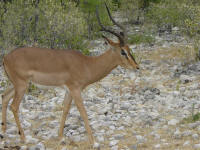 impala in Etosha National Park Namibia