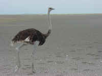 Ostrich: and ostrich walking across one of the smaller salt pans.