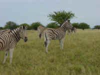 zebras in Etosha National Park Namibia