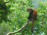 Red Panda at Dalian Forest Zoo